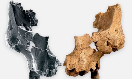 Ljudi su u Evropu stigli prije 1,4 miliona godina