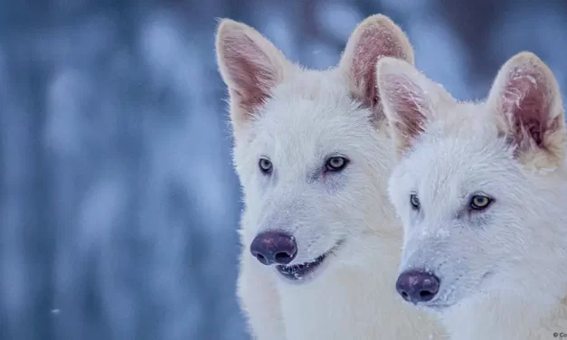 Izigravanje boga: Uz pomoć DNK oživjeli izumrlog vuka, nauka skeptična