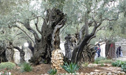 Kako su trojica braće iz Sarajeva kupili Getsemanski vrt u kojem je Juda izdao Isusa