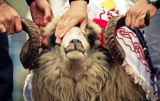 Cijena kurbana ove godine 550 KM