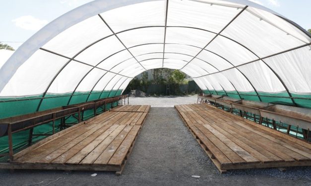 Istanbulska općina uspostavila javni prostor za prodaju i klanje kurbana