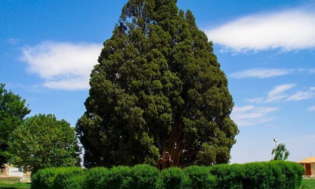 Čempres iz Abarkuha sa svojih 4000 godina jedan je od najstarijih živih organizama na svijetu