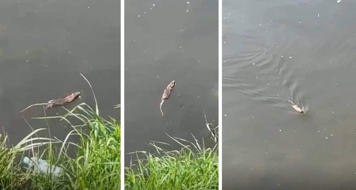 Miljackom pacovi plove