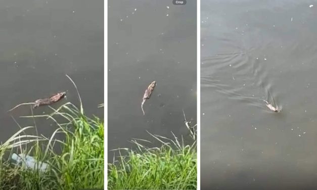 Miljackom pacovi plove