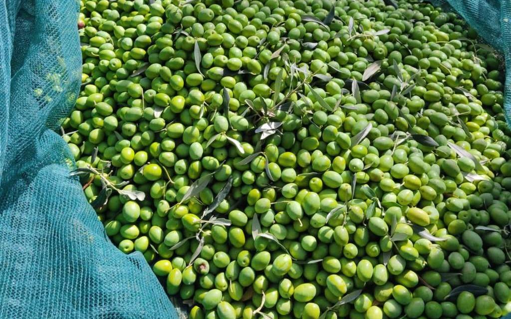 Zahtjev za registraciju ‘Ekstra djevičanskog maslinovog ulja Hercegovine’ u Evropskoj uniji