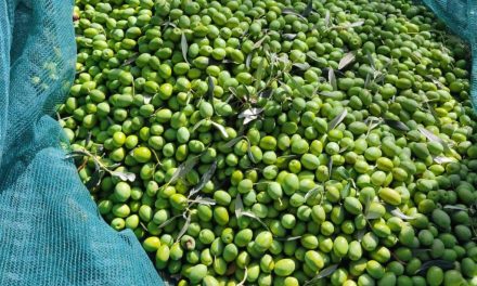 Zahtjev za registraciju ‘Ekstra djevičanskog maslinovog ulja Hercegovine’ u Evropskoj uniji