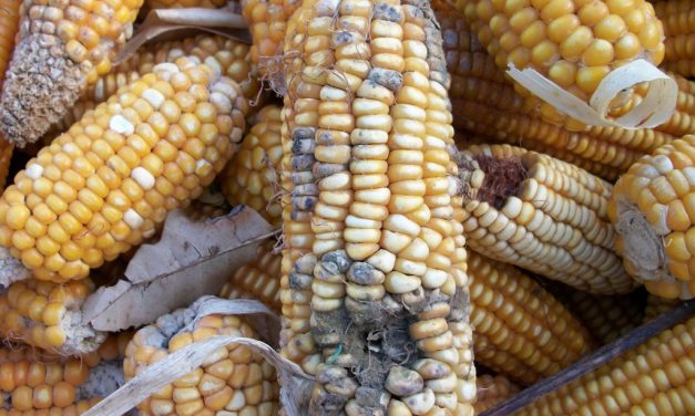 Agroterorizam s Istoka