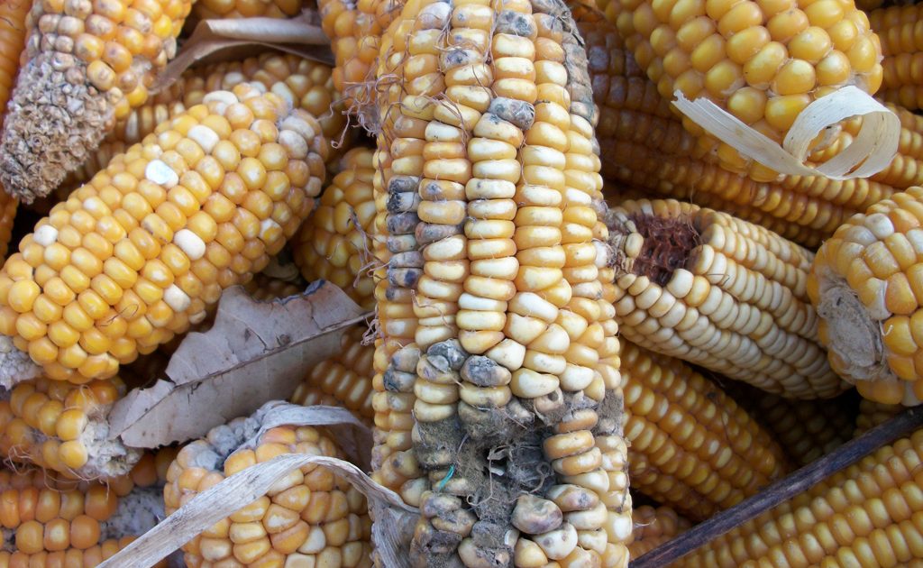 Agroterorizam s Istoka