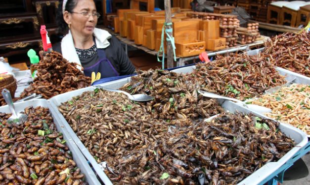 Tajland bi mogao postati vodeći svjetski proizvođač jestivih insekata