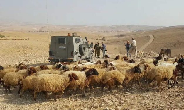 Izraelski doseljenici poklali i pokrali ovce od Palestinaca, a njih protjerali iz njihovih domova