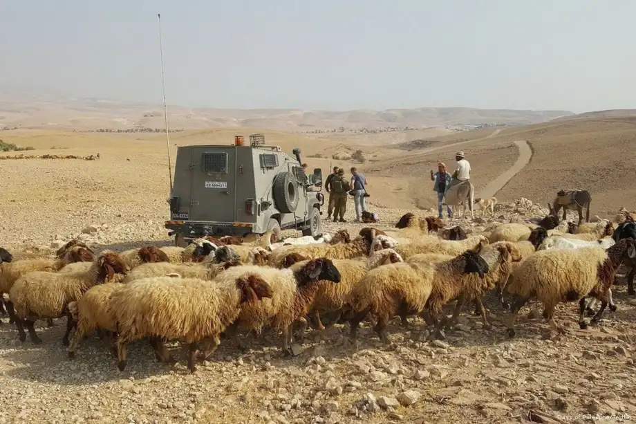 Izraelski doseljenici poklali i pokrali ovce od Palestinaca, a njih protjerali iz njihovih domova