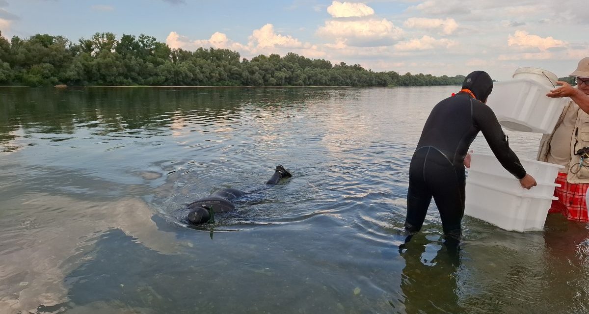 Orašje: Senzacionalno arehološko otkriće, možda i najveće u Evropi