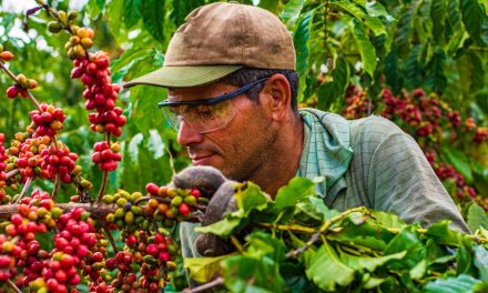 Rast cijena kafe izazvao krađe