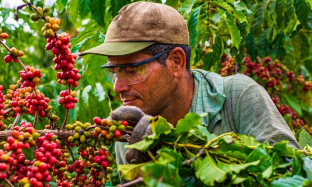 Rast cijena kafe izazvao krađe