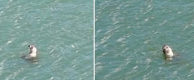 Nakon četiri decenije: Sredozemna medvjedica ponovo viđena u Neumu