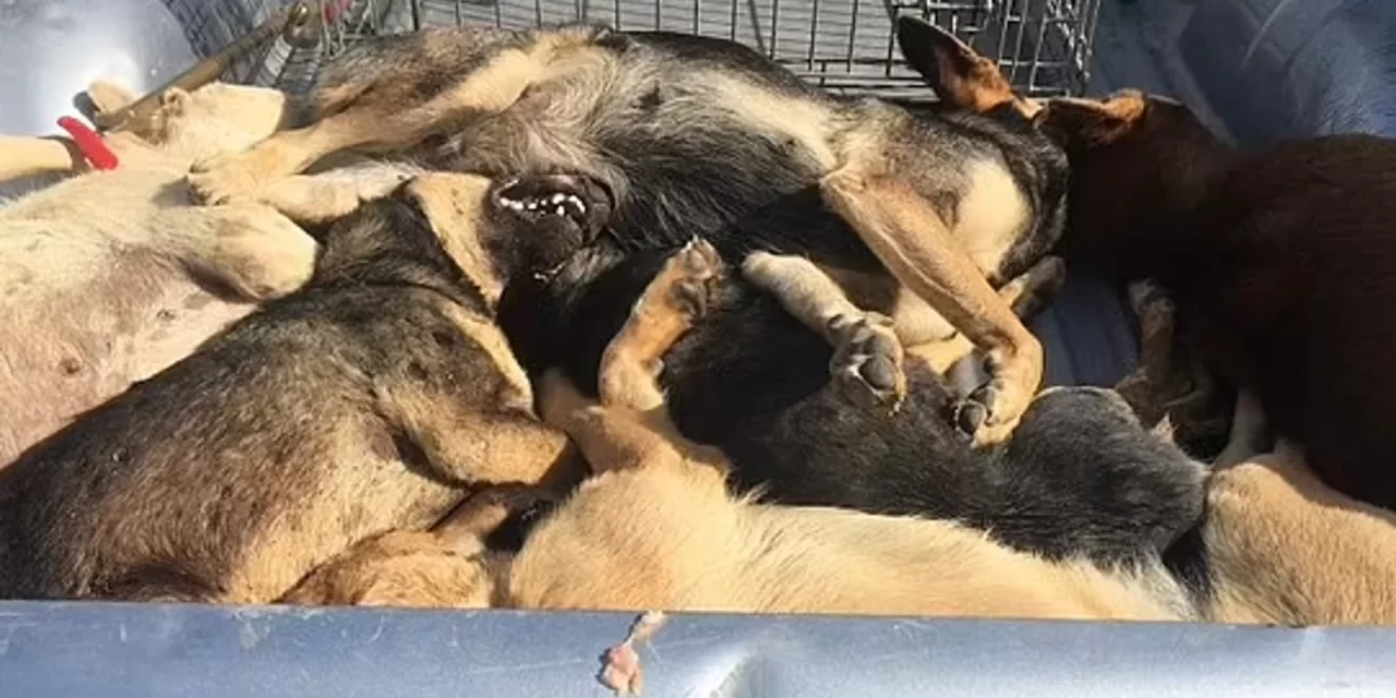 Marokanci planiraju ubiti tri miliona pasa uoči Mundijala 2030.