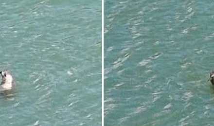 Nakon četiri decenije: Sredozemna medvjedica ponovo viđena u Neumu