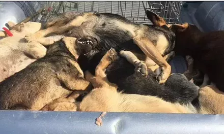 Marokanci planiraju ubiti tri miliona pasa uoči Mundijala 2030.