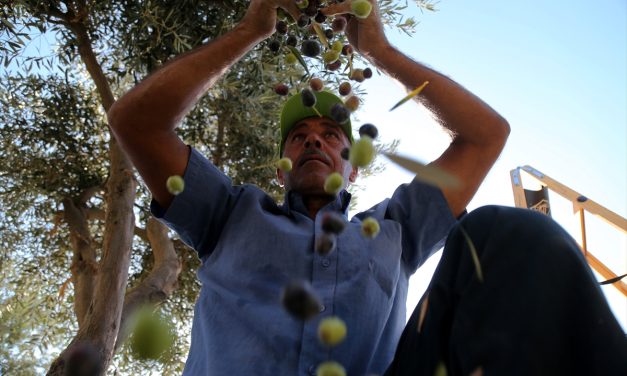 Zašto izraelski doseljenici uništavaju palestinske maslinjake?