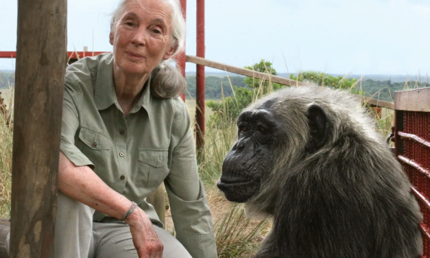 Napustila nas je Jane Goodall
