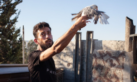 Neugasla strast golubara Damaska