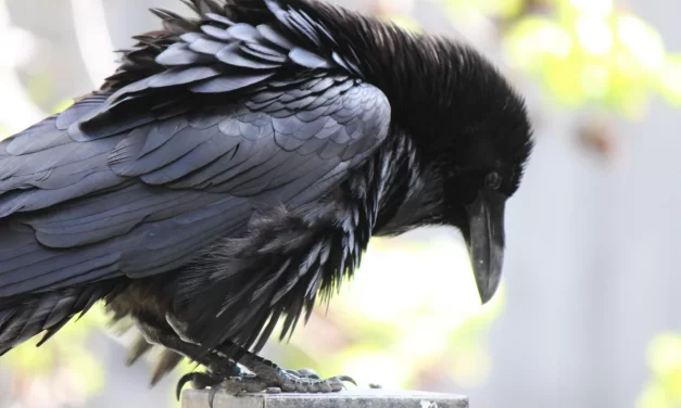 Fetva protiv vrana: Kad se vjera sukobi s ekologijom