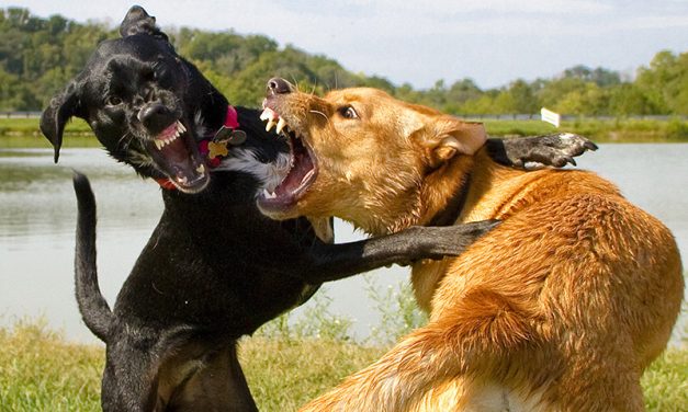 Hrvati vode pse na borbe smrti u Bosnu i Hercegovinu