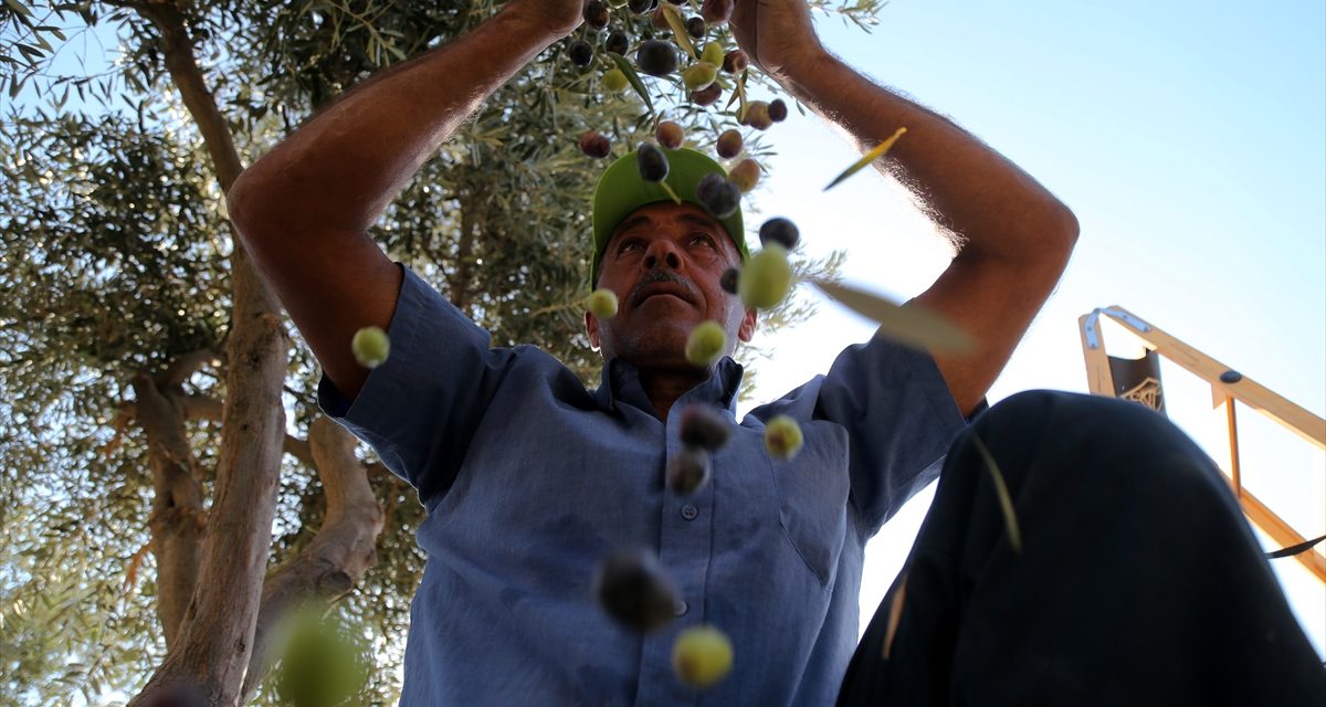 Zašto izraelski doseljenici uništavaju palestinske maslinjake?