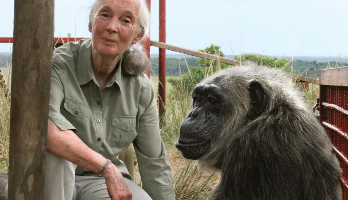 Napustila nas je Jane Goodall