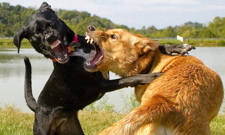Hrvati vode pse na borbe smrti u Bosnu i Hercegovinu