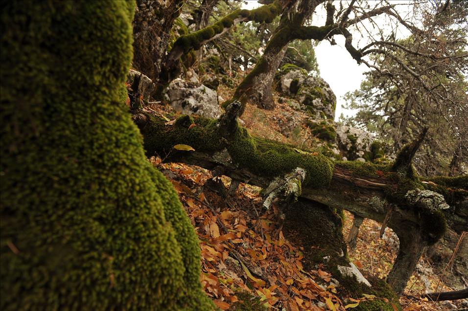Boje jeseni u šumi staroj hiljadu godina