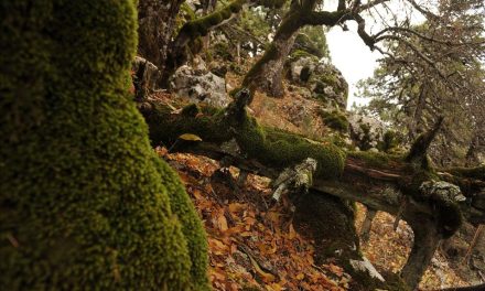 Boje jeseni u šumi staroj hiljadu godina