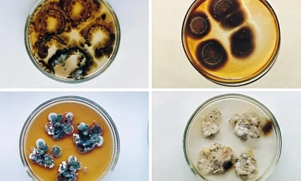 Gljive koje se hrane radijacijom: Posljednja misterija Černobila