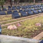 Muslimansko groblje u Sydneyu meta vandalizma