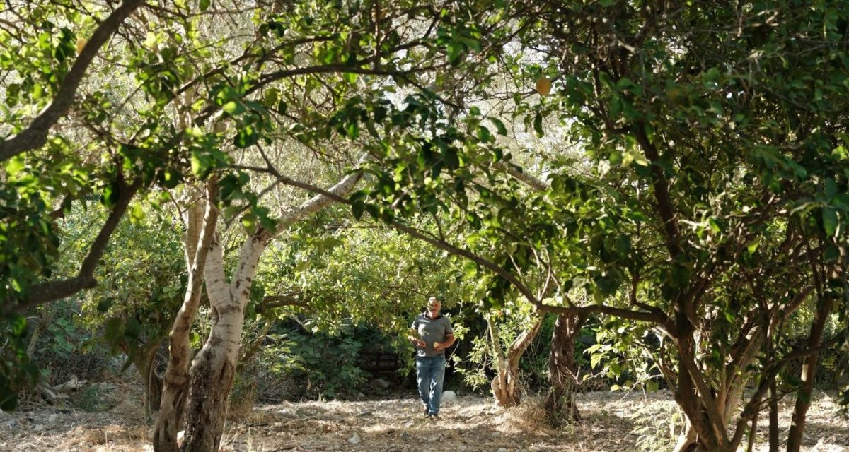 Za Palestince masline nisu samo hrana već i oblik otpora, veza sa zemljom i kulturom