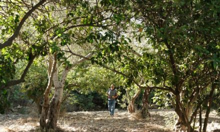 Za Palestince masline nisu samo hrana već i oblik otpora, veza sa zemljom i kulturom