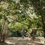 Za Palestince masline nisu samo hrana već i oblik otpora, veza sa zemljom i kulturom