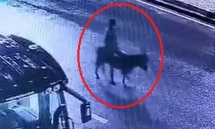 Ušao u zlataru viljuškarom, pokrao zlato i pobjegao na magarcu