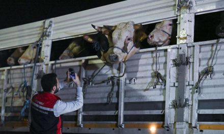 Bajram u Istanbulu: Prošle godine žrtvovano je 80.000 goveda i 94.000 ovaca i koza