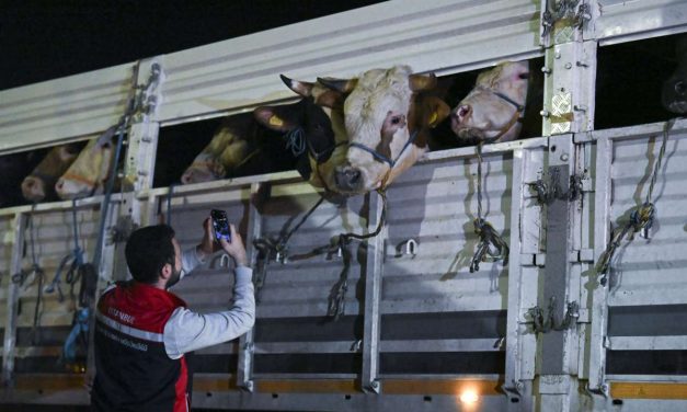 Bajram u Istanbulu: Prošle godine žrtvovano je 80.000 goveda i 94.000 ovaca i koza