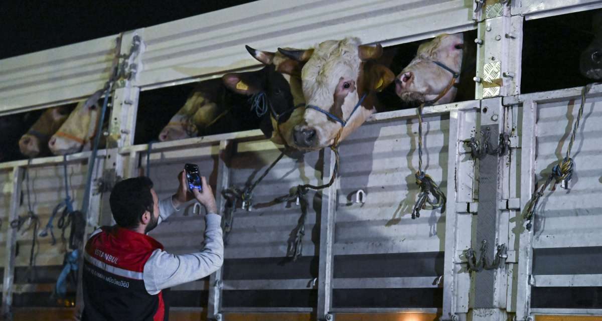 Bajram u Istanbulu: Prošle godine žrtvovano je 80.000 goveda i 94.000 ovaca i koza