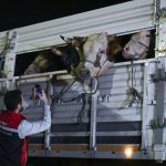 Bajram u Istanbulu: Prošle godine žrtvovano je 80.000 goveda i 94.000 ovaca i koza
