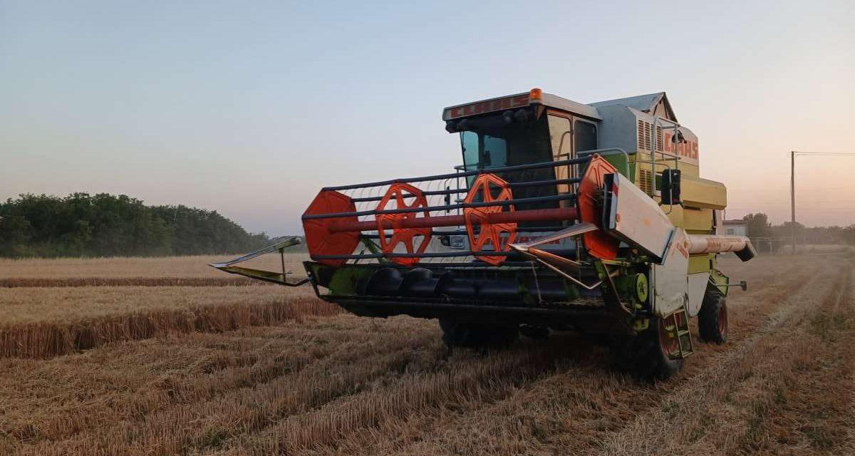 Žetva pšenice na vakufskim parcelama u Bijeljini