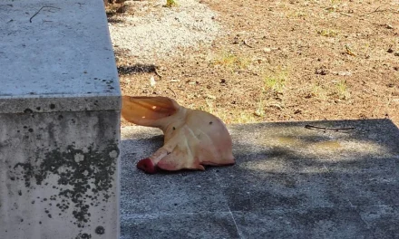 Od svinjske glave u Liska haremu do „ugroženih hrišćana“: Islamofobno izvrtanje stvarnosti