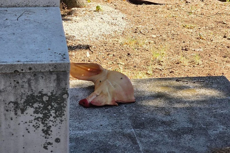 Od svinjske glave u Liska haremu do „ugroženih hrišćana“: Islamofobno izvrtanje stvarnosti
