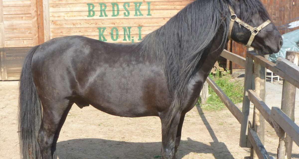 Bosanski brdski konj, autohtona pasmina na rubu izumiranja