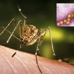 Uzbuna zbog virusa Zapadnog Nila: Evropa na udaru, u BiH još bez (zvanično) potvrđenih slučajeva